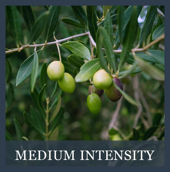 ARBEQUINA p379.3
