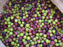 ARBEQUINA p270.8