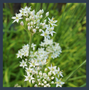 Garlic Chive