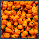 Habanero