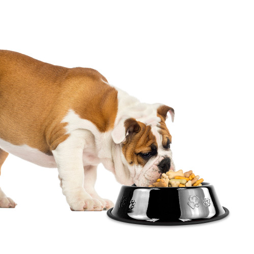 A Stylish Mealtime Experience with Platinum Pets Powder Coated Non-Tip Dog Bowls!