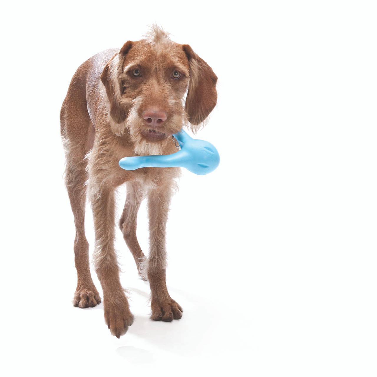 West Paw Zogoflex Tizzi® Treat Dispensing Dog Chew Toy - Powerhouse Dog  Supply