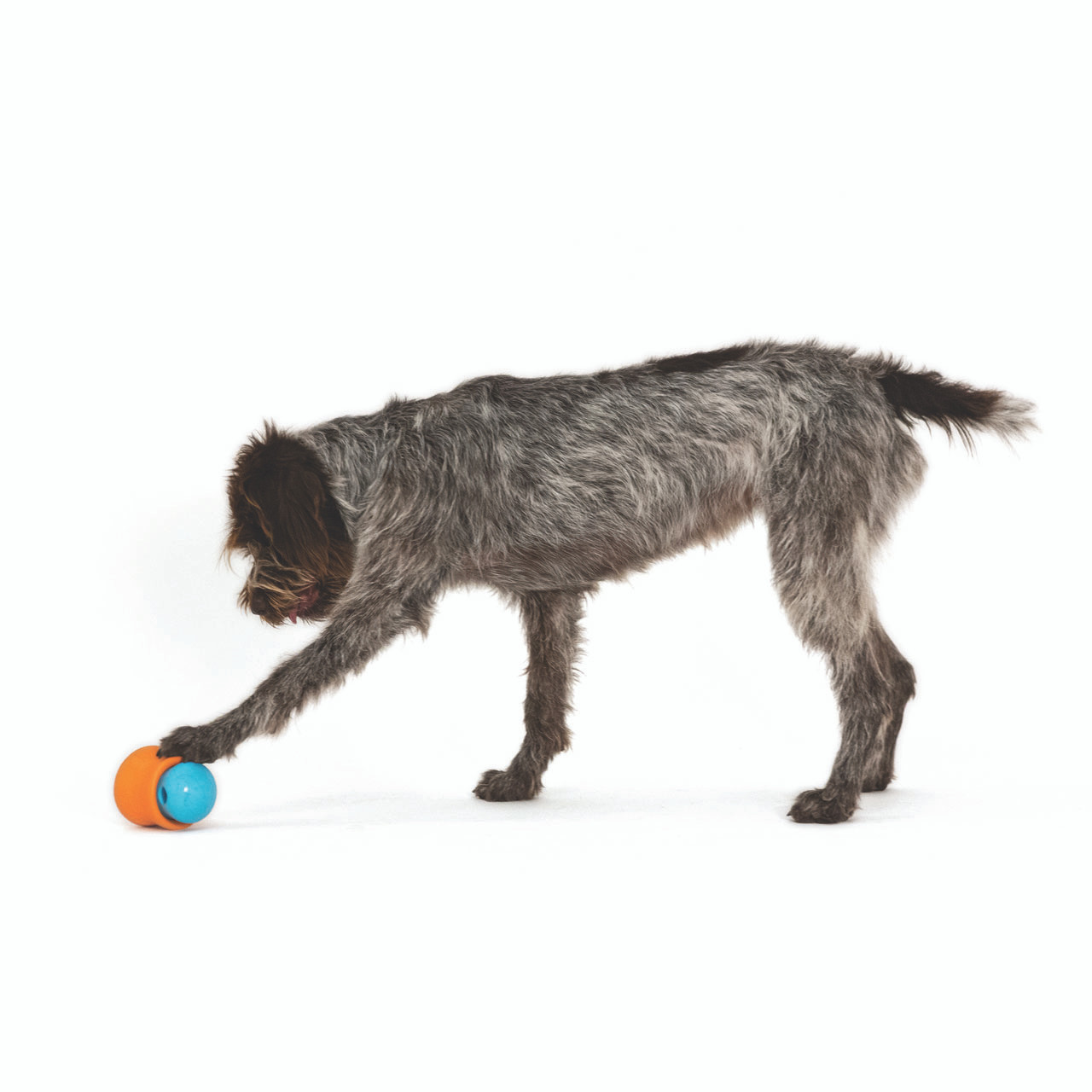 Toppl Treat Dispensing Dog Toy from West Paw Review! 