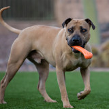 Jolly Pets Flex-n-Chew Bone