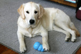 KONG Puppy