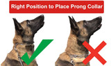 Prong Collar Right and Wrong