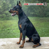 Herm Sprenger Prong Collar on Dog