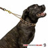 Currogan Herm Sprenger Prong Collar on Dog