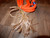 Orange Nylon & Poly Pro 9/7 RH -3/4" x 3/4" - EPT Bull Ropes Rider 16'