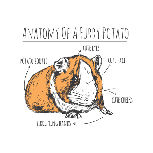 Funny Anatomy Of A Guinea Pig Design By Vexels