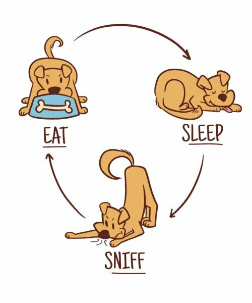 Dog Life Cycle Design By Vexels