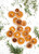 ARIETE - 616 B-DRY ESSICCATORE - DISIDRATATORE ALIMENTARE - 2190012008 ARIETE 6 | Trony.it