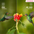 THOMSON - 43UG5C14 - 2240009054 THOMSON 16 | Trony.it