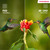 THOMSON - 43UG5C14 - 2240009054 THOMSON 10 | Trony.it