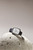 AMAZFIT - AMAZFIT ACTIVE 2 SQUARE - 2250007052 AMAZFIT 20 | Trony.it