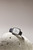 AMAZFIT - AMAZFIT ACTIVE 2 SQUARE - 2250007052 AMAZFIT 20 | Trony.it