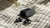 PHILIPS - TAQ2000BK/00 - 2250006798 PHILIPS 16 | Trony.it