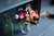 LEGO - 10342 BOUQUET DI FIORI ROSA - 2250015996 LEGO 28 | trony.live