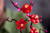 LEGO - 10369 ALBICOCCO GIAPPONESE - 2250015991 LEGO 22 | Trony.it