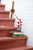 LEGO - 10369 ALBICOCCO GIAPPONESE - 2250015991 LEGO 27 | Trony.it