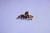 LEGO - ANIMALI SELVATICI :RAGNO TRASFORMISTA-31159 - 2250015945 LEGO 17 | Trony.it