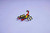 LEGO - ANIMALI SELVATICI :RAGNO TRASFORMISTA-31159 - 2250015945 LEGO 19 | Trony.it