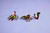 LEGO - ANIMALI SELVATICI :RAGNO TRASFORMISTA-31159 - 2250015945 LEGO 20 | Trony.it