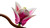 LEGO - 11510 RAMETTI DI MAGNOLIA - 2260001692 LEGO 14 | Trony.it