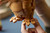 LEGO - 21370 IDEAS E.T. THE EXTRA-TERRESTRIAL - 2260008297 LEGO 20 | trony.live
