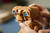 LEGO - 21370 IDEAS E.T. THE EXTRA-TERRESTRIAL - 2260008297 LEGO 61 | trony.live