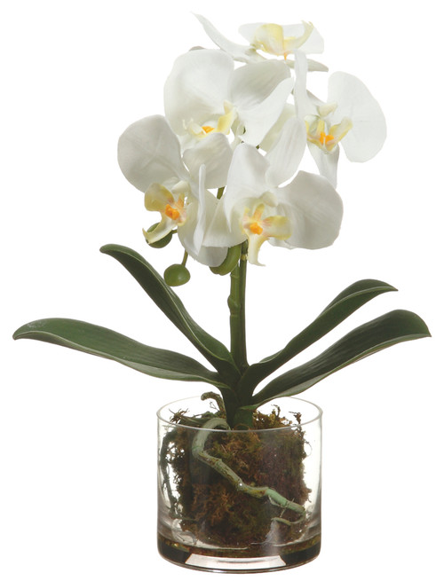 13" Phalaenopsis Orchid Plant in Glass Vase, White