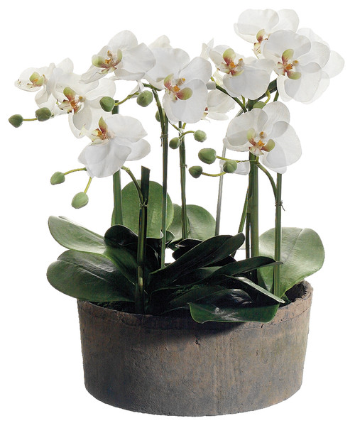 19" Phalaenopsis Orchid Plant in Clay Pot, Cream