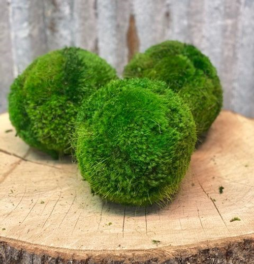 MOSS BALL - LARGE