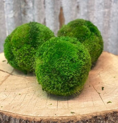 MOSS BALL - LARGE MOSS BALL - LARGE