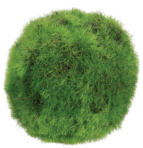 3"Moss Ball 3"Moss Ball