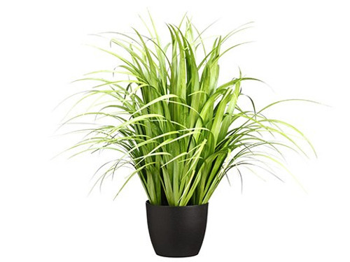 38" Reed Grass in Pot