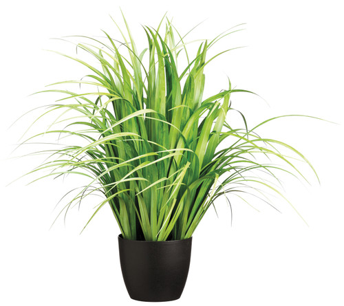 38" Reed Grass in Pot