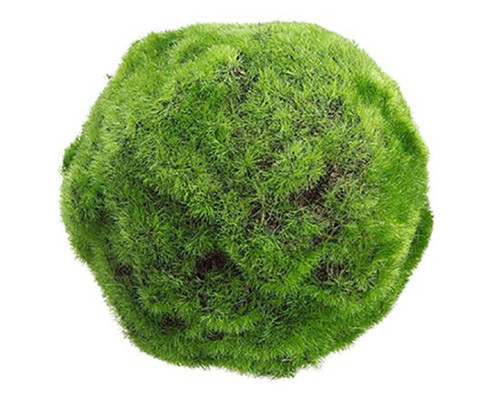 5" Moss Ball