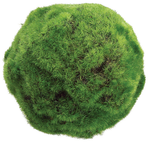 5" Moss Ball 5" Moss Ball