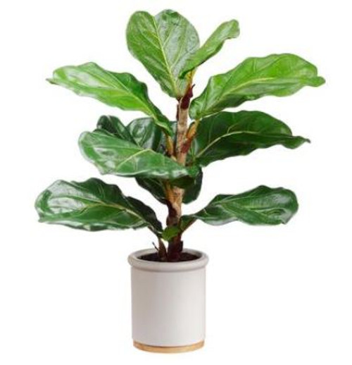 17" Fiddle Leaf Plant in Ceramic Pot, Green