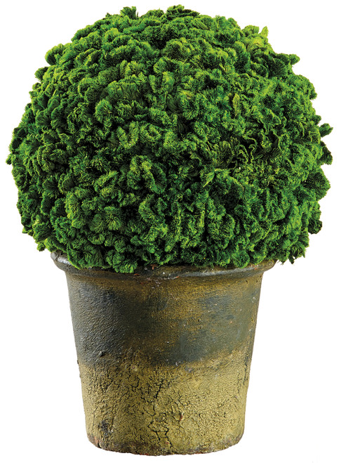 9.8" Preserved Celosia Ball Topiary in Clay Pot Green 9.8" Preserved Celosia Ball Topiary in Clay Pot Green
