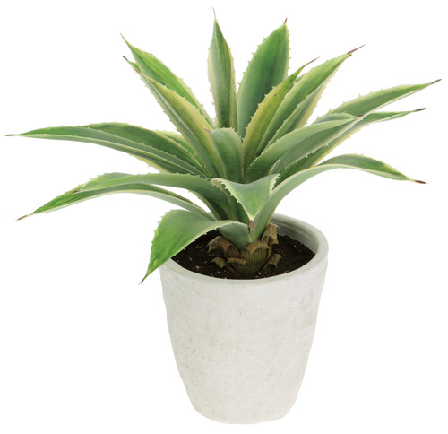 12" Agave in Cement Pot