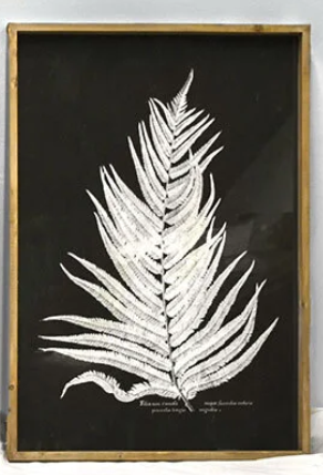 Jumbo Fern Wall Art
