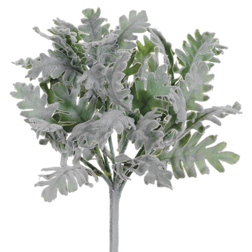 9.5" Dusty Miller Bush, Green/Gray