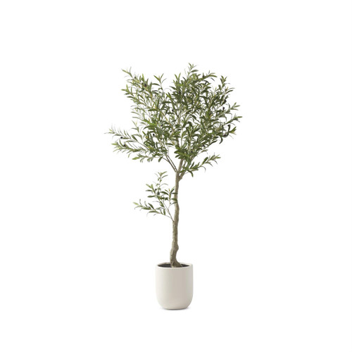 Olive Tree in Pot, 6.5 Foot