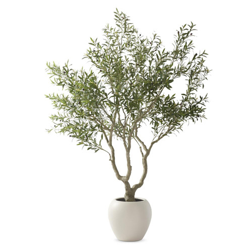 Olive Tree in Pot, 8 Foot