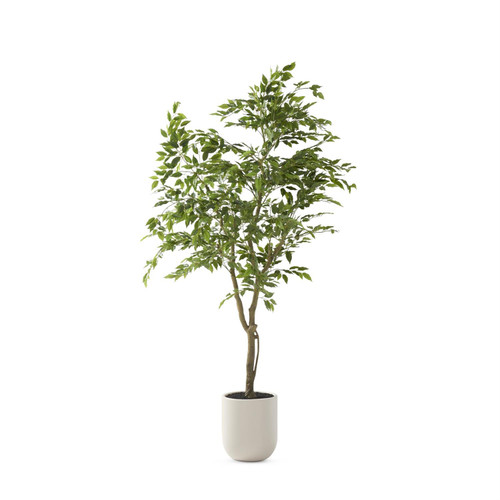 Ficus Tree in White Pot, 5.5 Foot