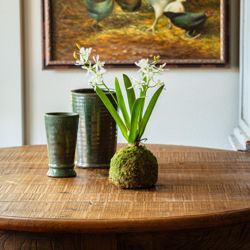 Mini Vanda Orchid in Moss Ball, Small White