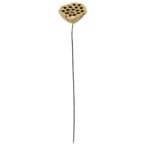 21 Inch Gold Lotus Seedpod