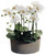 19" Phalaenopsis Orchid Plant in Clay Pot, Cream